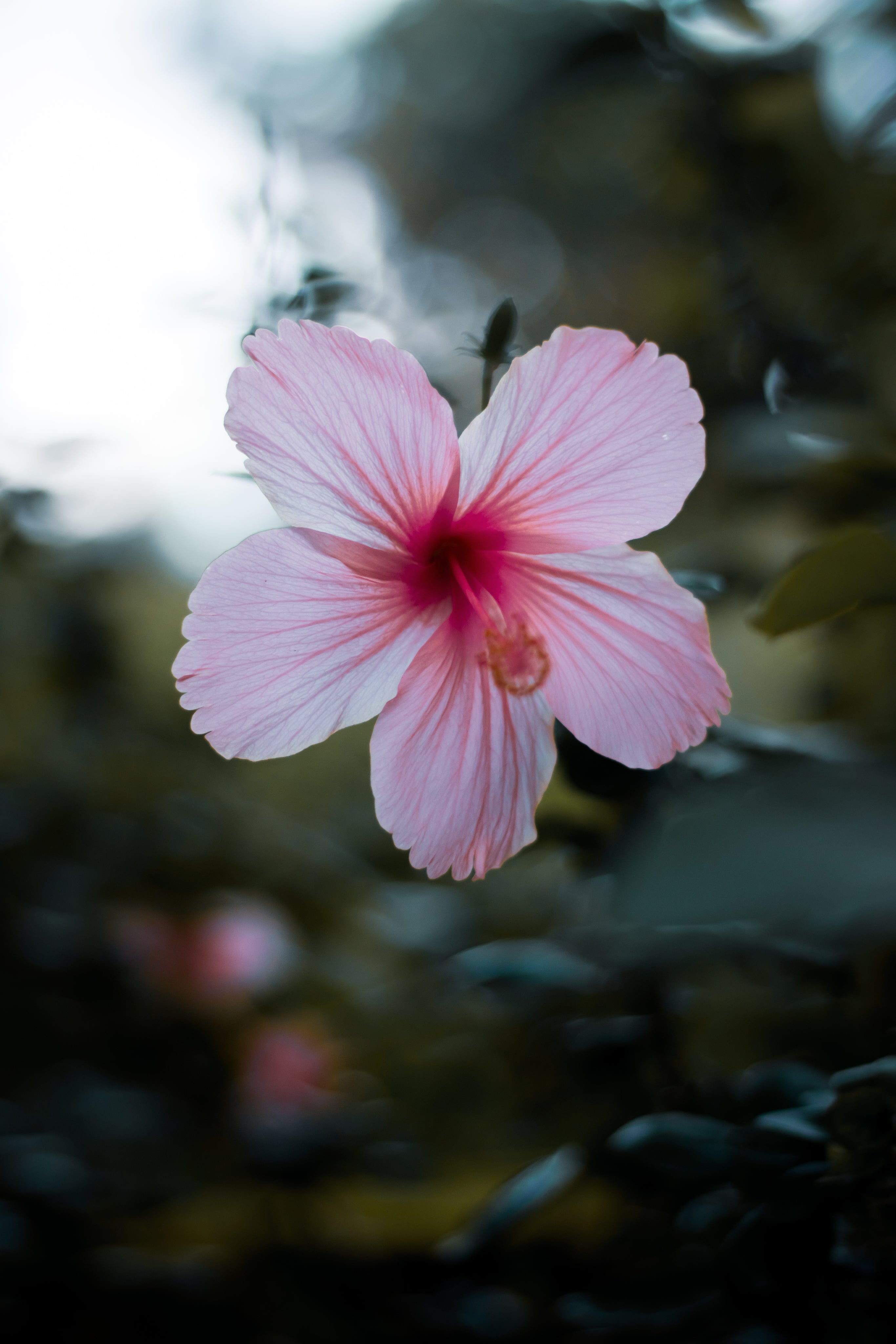 Pink Hibiscus Flower